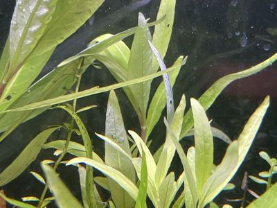 Plant trimming