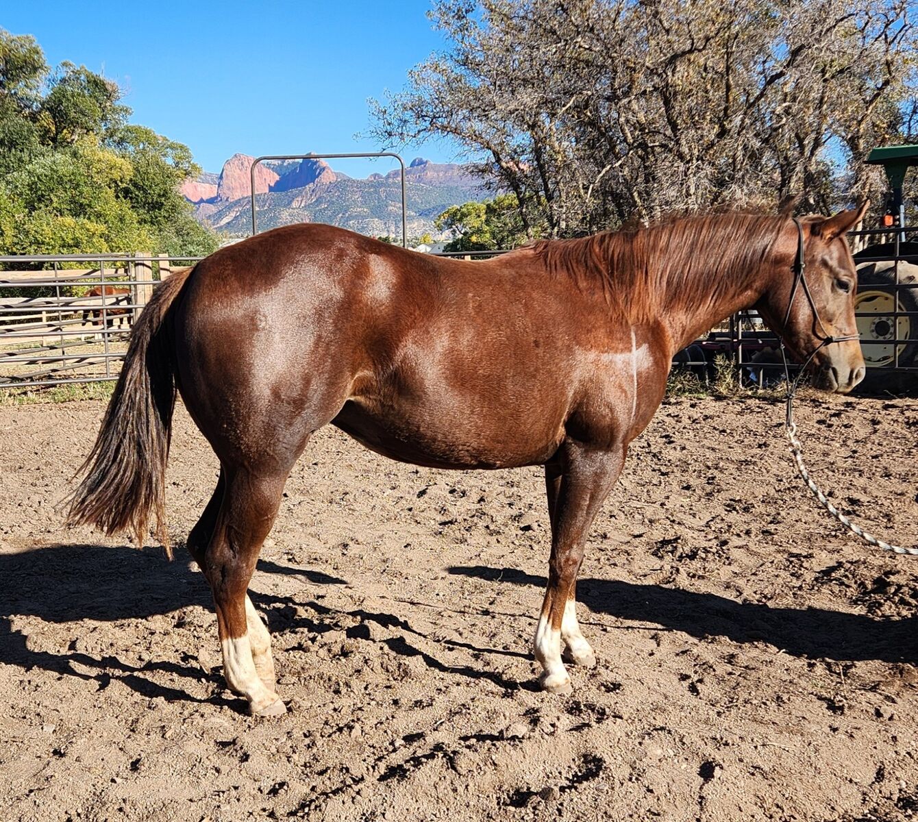 Coming 2 Yr old AQHA Register filly