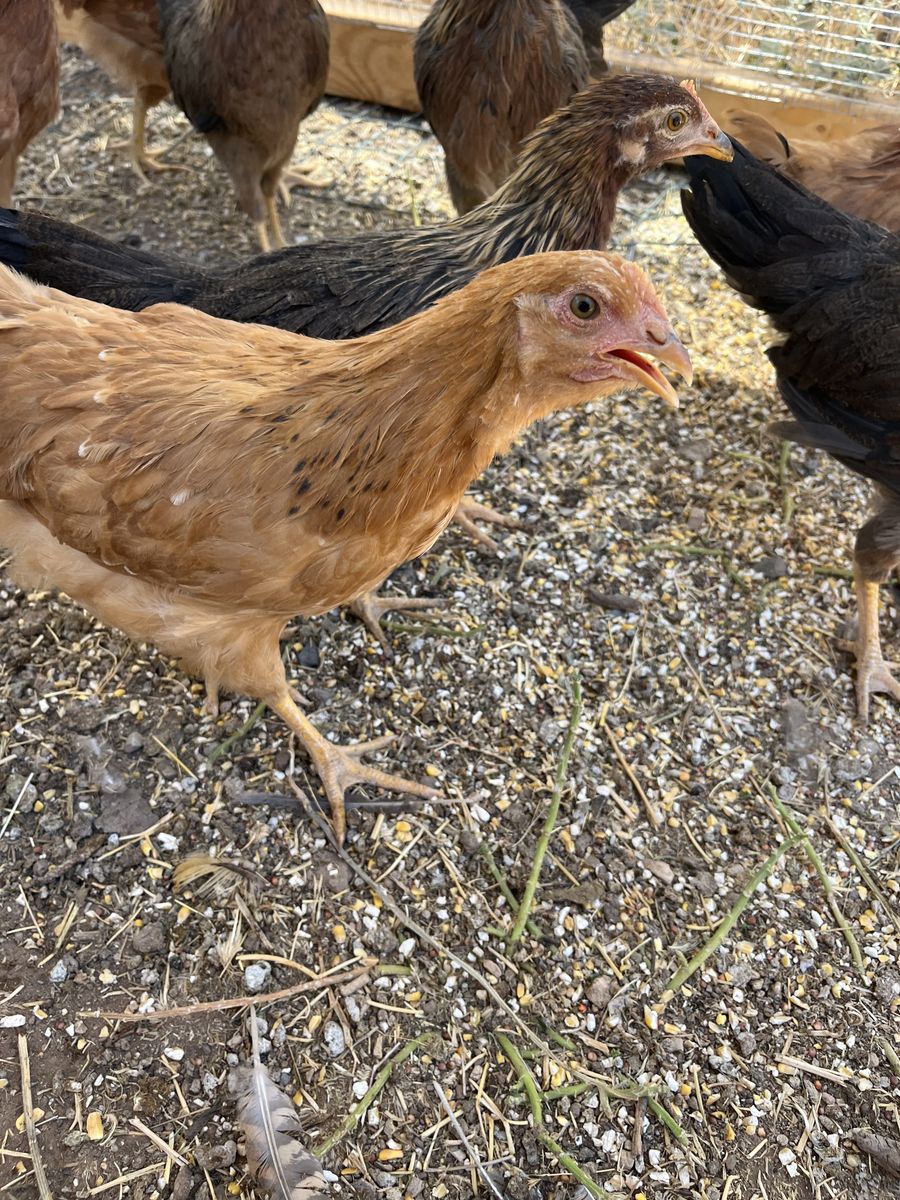 Chickens, laying hens half grown