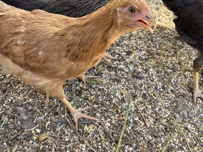 Chickens, laying hens half grown