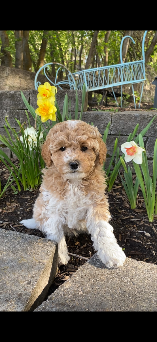 Tiny Toy 12-15 lb. Micro Mini GoldenDoodle F2B