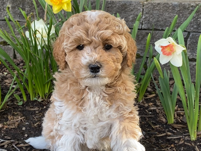 Tiny Toy 12-15 lb. Micro Mini GoldenDoodle F2B