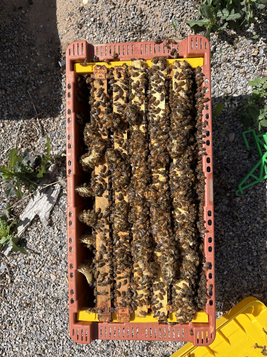 5-Frame Honey Bee Nucs – $180