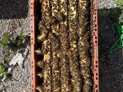 5-Frame Honey Bee Nucs – $180