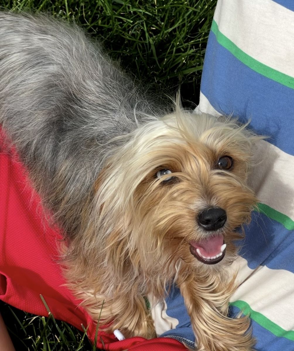 Blue Merle, Yorkie, Female