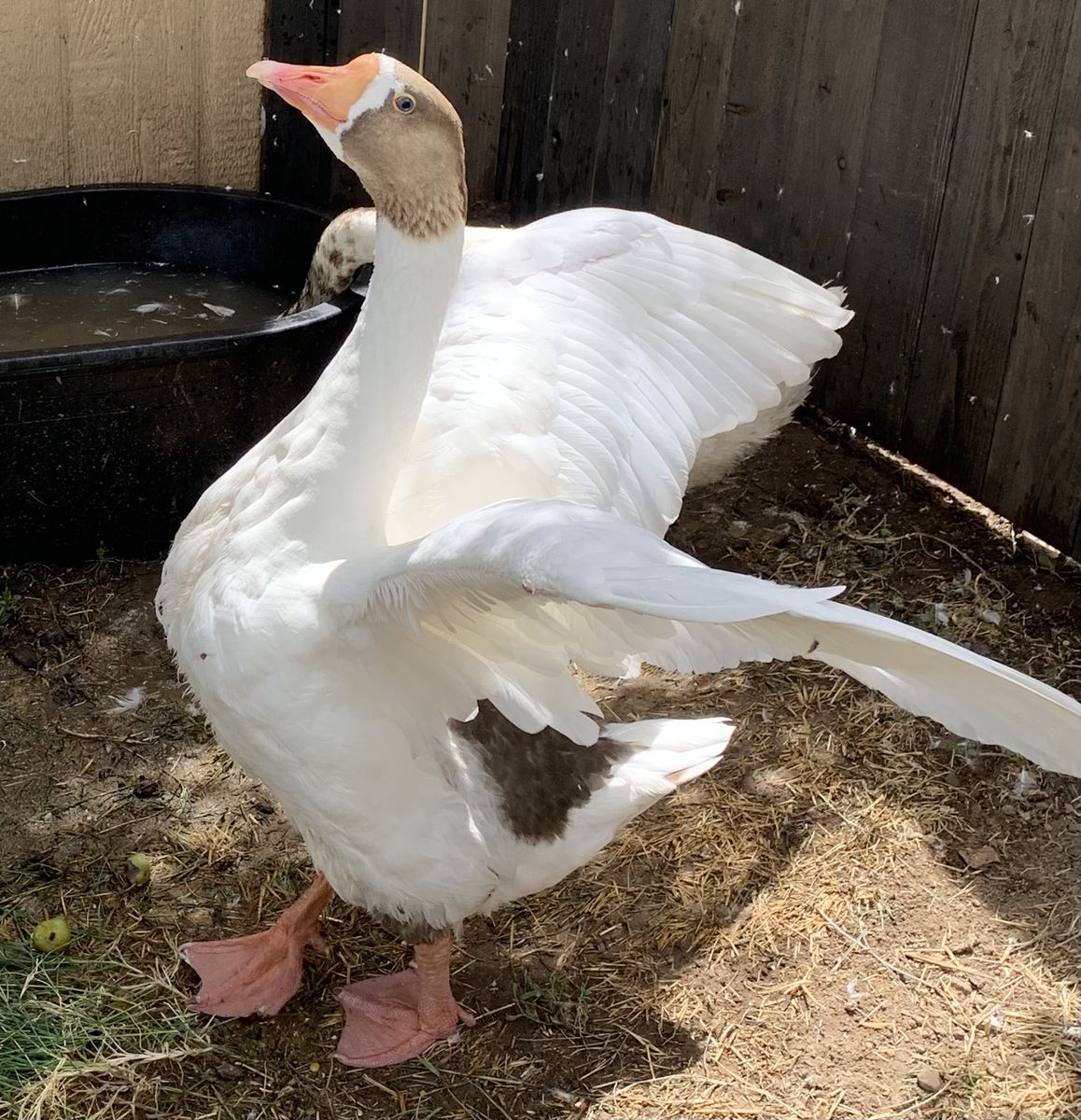 Goose