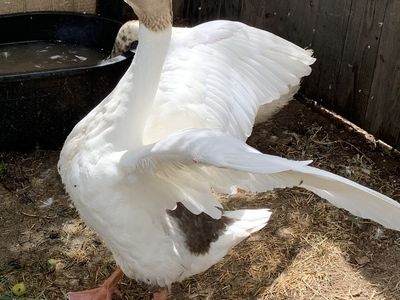 Goose