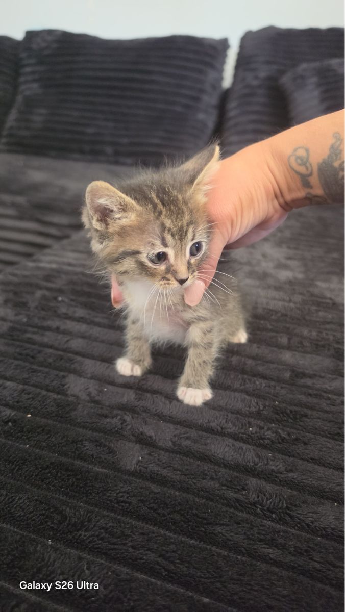 Hello everyone I’m helping a friend rehome these three precious kittens. If you’re interested pls pm me.