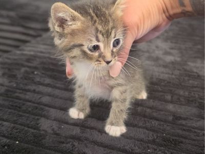 Hello everyone I’m helping a friend rehome these three precious kittens. If you’re interested pls pm me.
