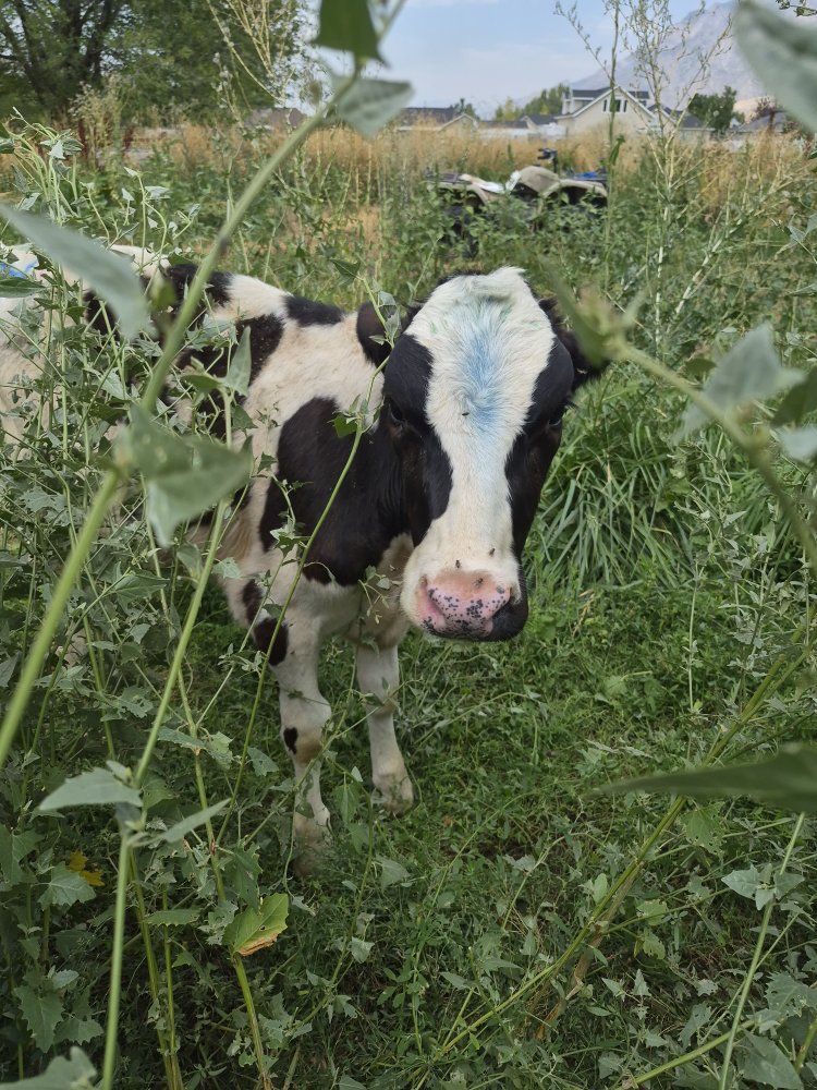 2 Holstein Heifers
