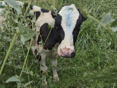2 Holstein Heifers