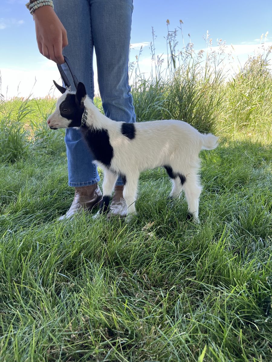 Nigerian Dwarf