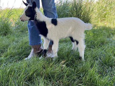 Nigerian Dwarf