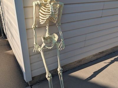 Mr. Skeleton