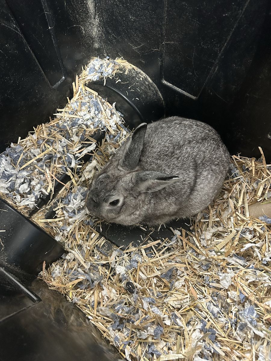 Bunnies