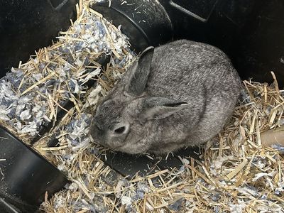 Bunnies