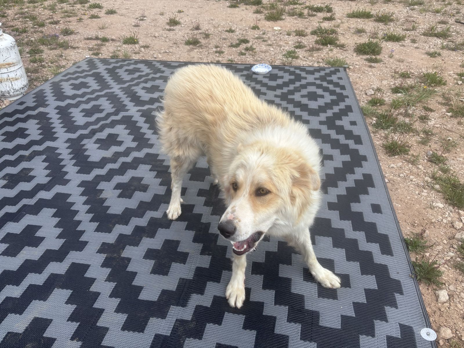 Found dog Monte Cristo area