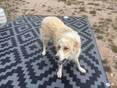 Found dog Monte Cristo area