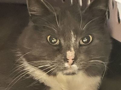 Hello my name is "Pharell"