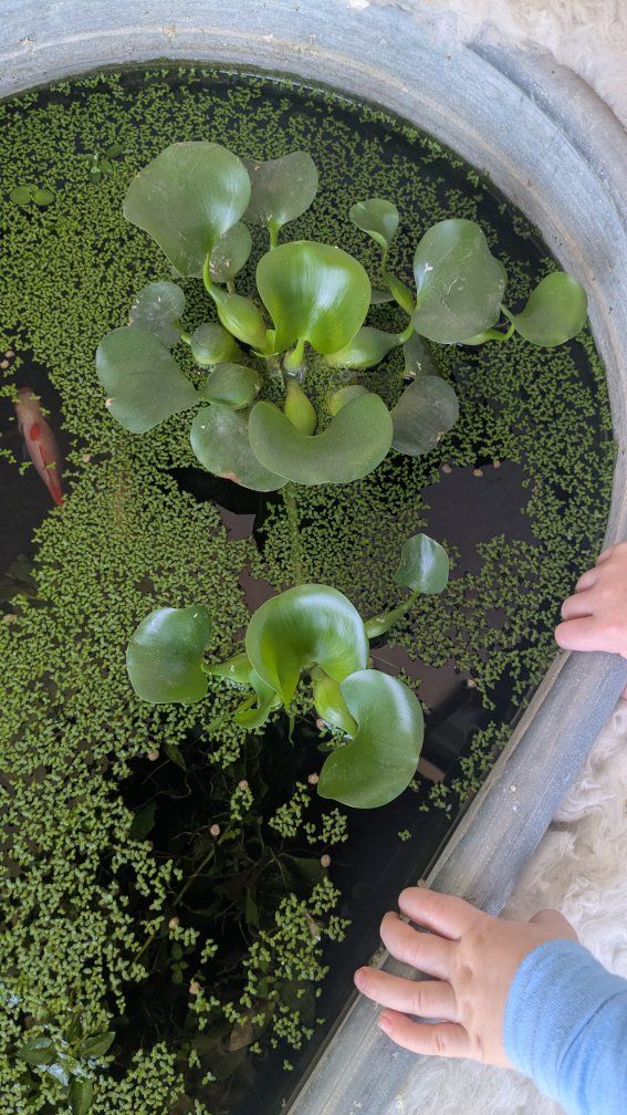 water hyacinth