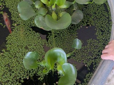water hyacinth