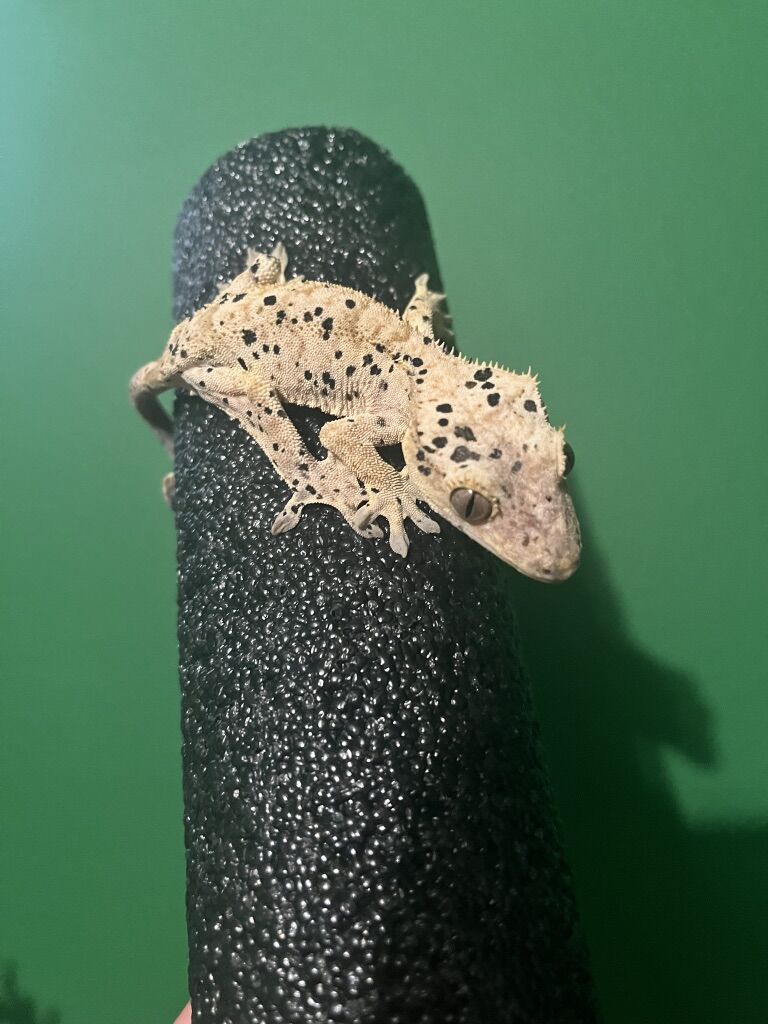 Male Crested Gecko