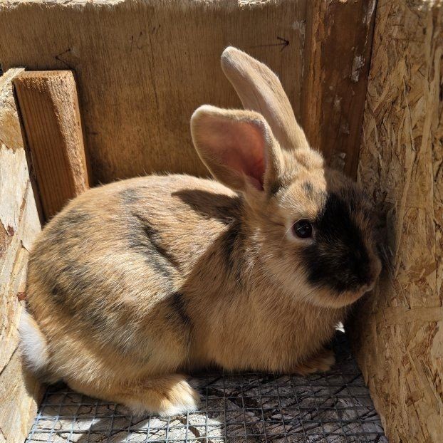 Junior Harlequin Buck Rabbit