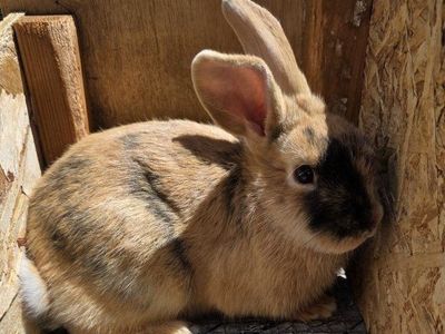 Junior Harlequin Buck Rabbit