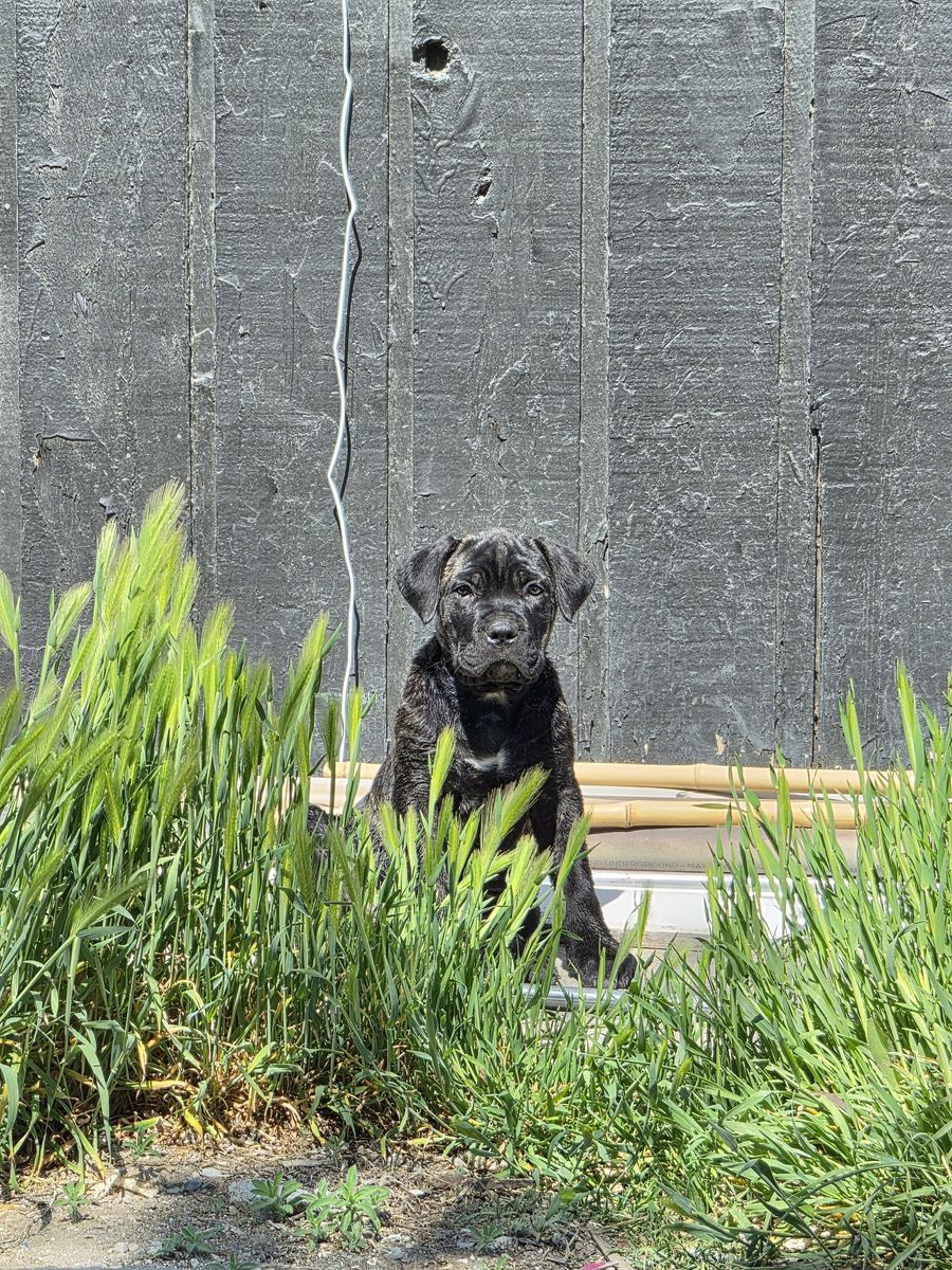 Female Cane Corso Puppy