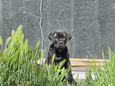 Female Cane Corso Puppy