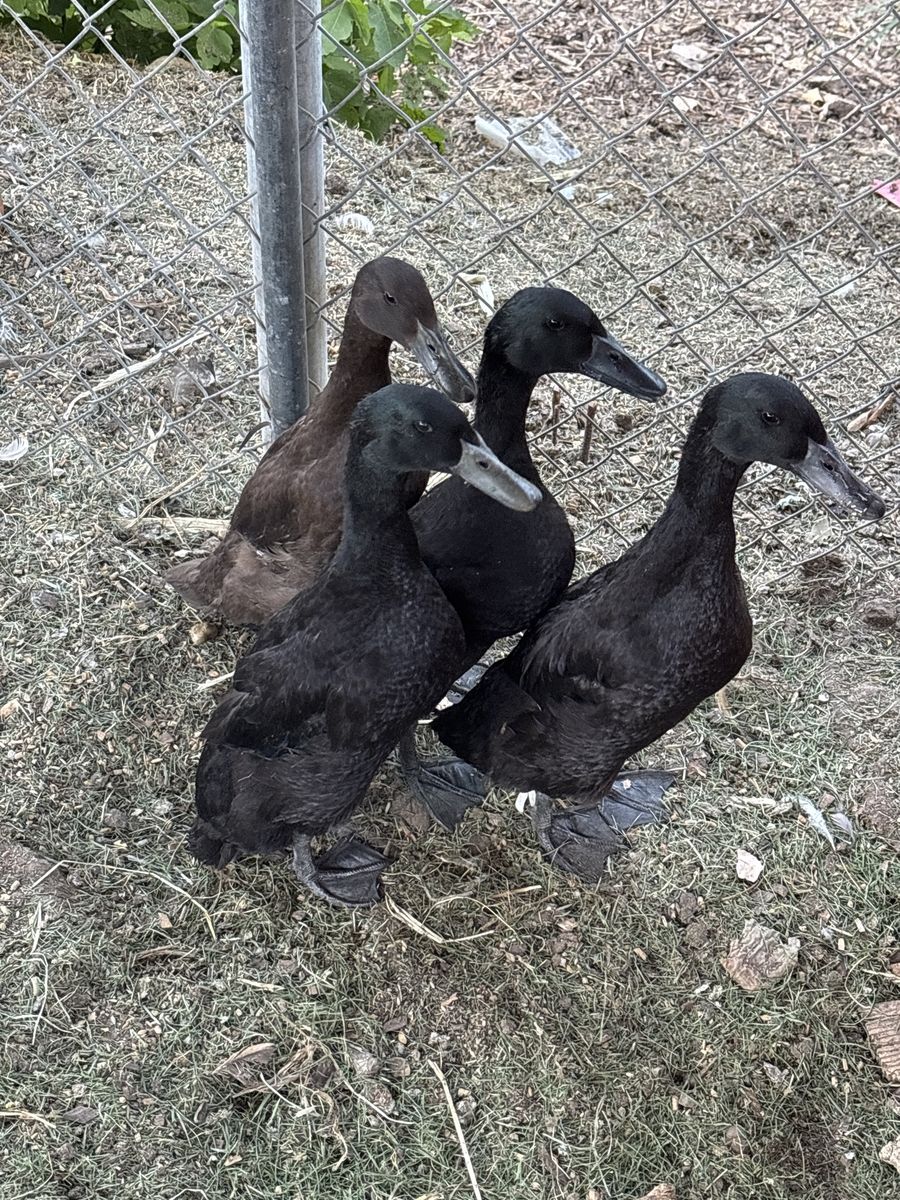 Black Indian runner Ducks mix- Healthy Live Flock