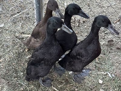 Black Indian runner Ducks mix- Healthy Live Flock
