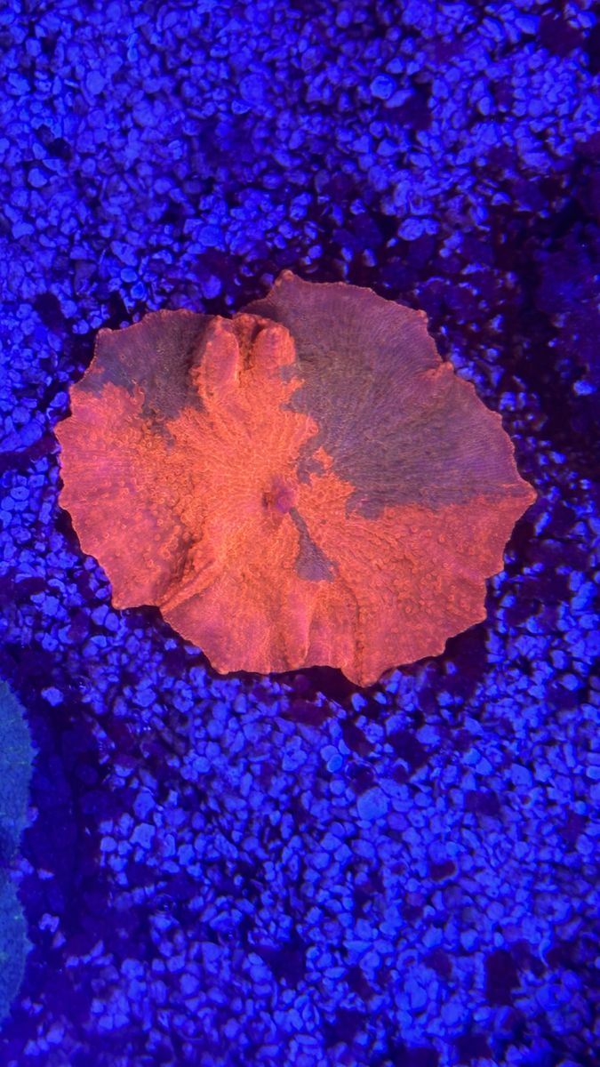 Candy Crush Jawbreaker Mushroom Coral
