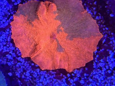 Candy Crush Jawbreaker Mushroom Coral