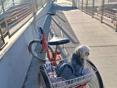 Vintage Tricycle