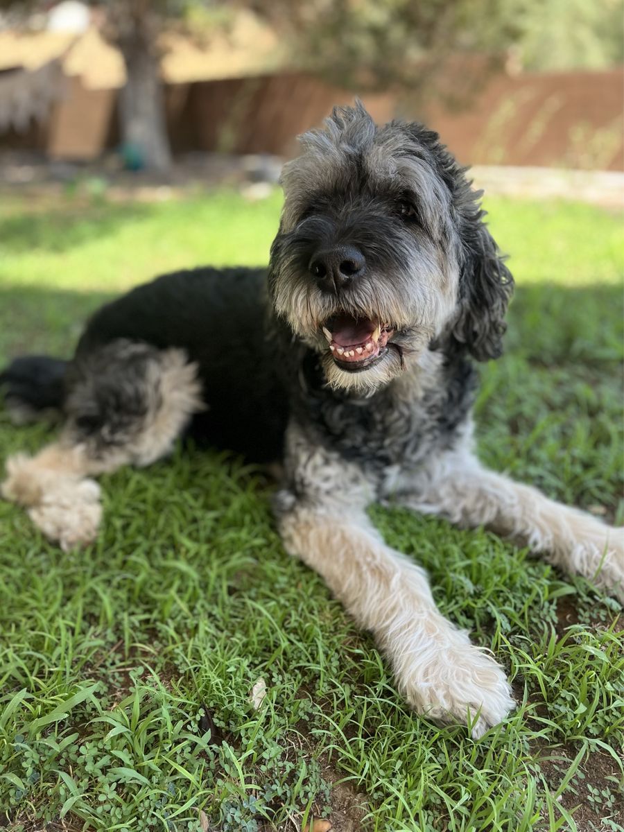 Goldendoodle
