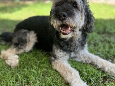 Goldendoodle