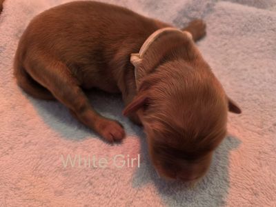 AKC Golden Retriever Puppies Born March 25th.