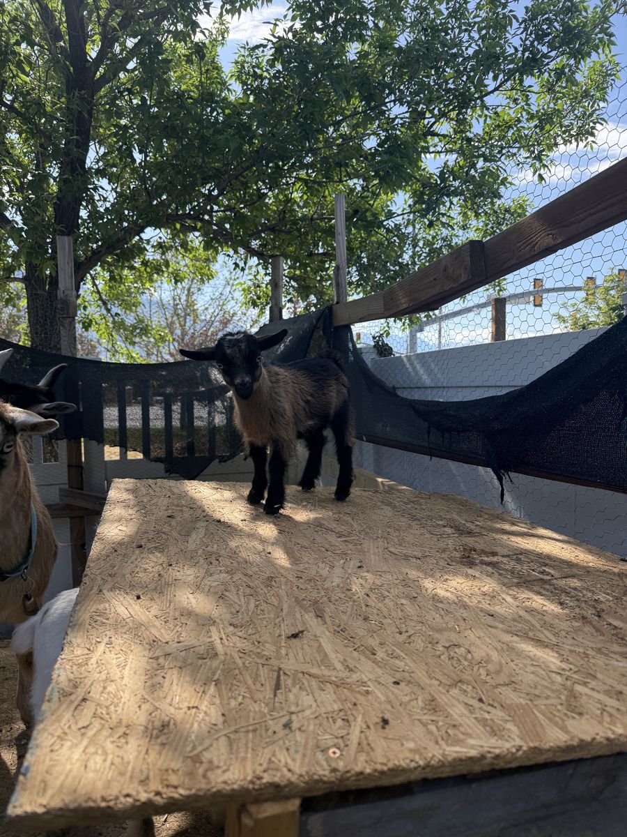 Pygmy/Nigerian dwarf  female goat