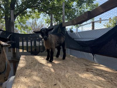 Pygmy/Nigerian dwarf female goat