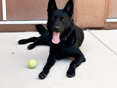 German Shepherd