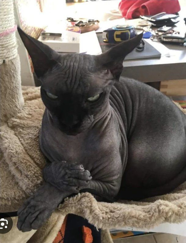 Hoping to find someone willing to make a trade
I'm looking for a Maine Coon, Sphynx or bangel. Mainly a Sphynx.