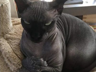 Hoping to find someone willing to make a trade
I'm looking for a Maine Coon, Sphynx or bangel. Mainly a Sphynx.