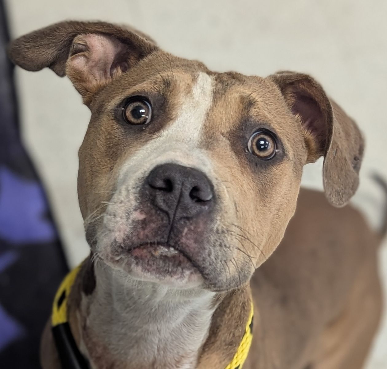 A163371 Tilly is Available for Adoption!