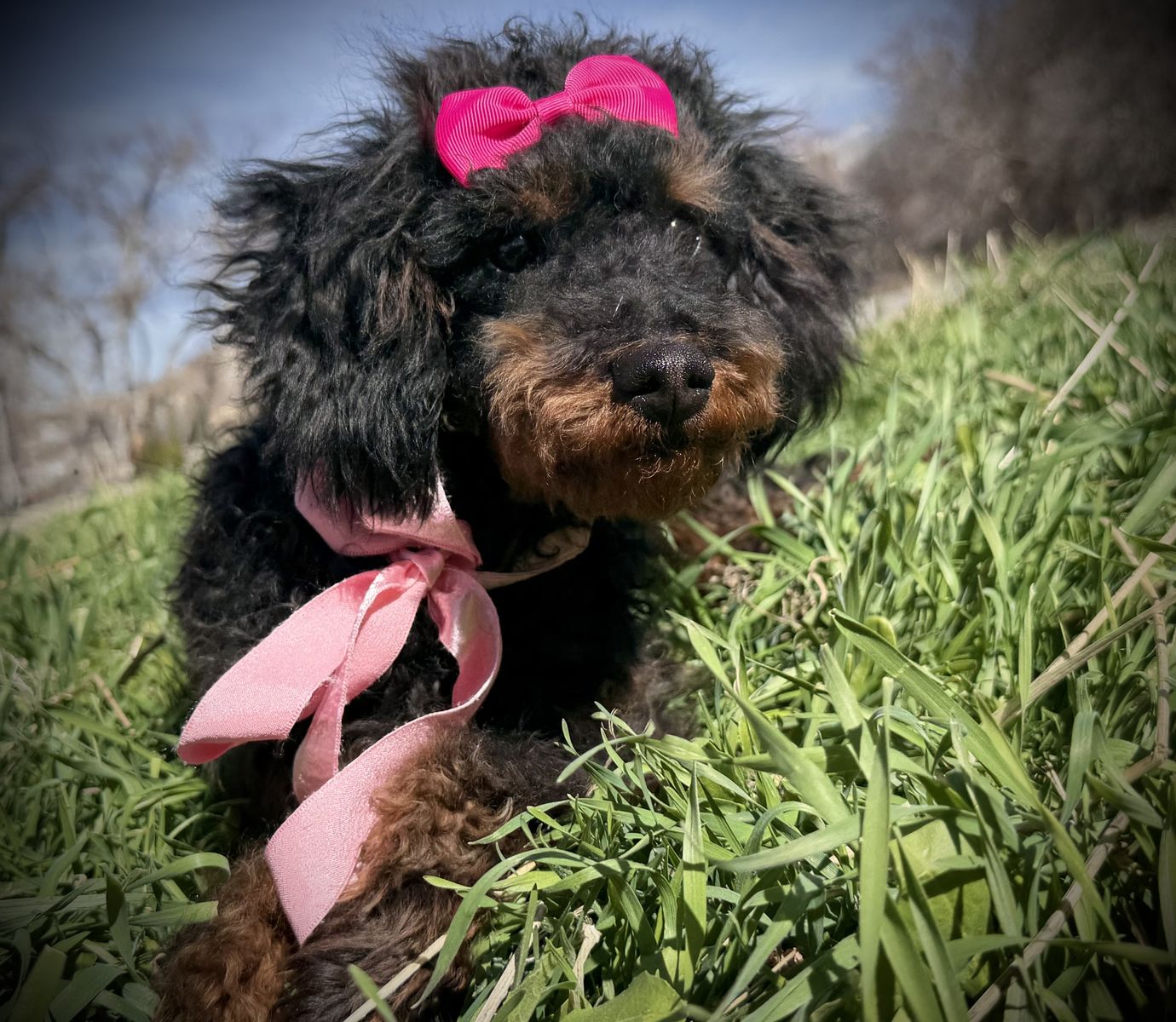 AKC toy / mini poodle girl