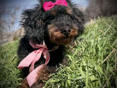 AKC toy / mini poodle girl