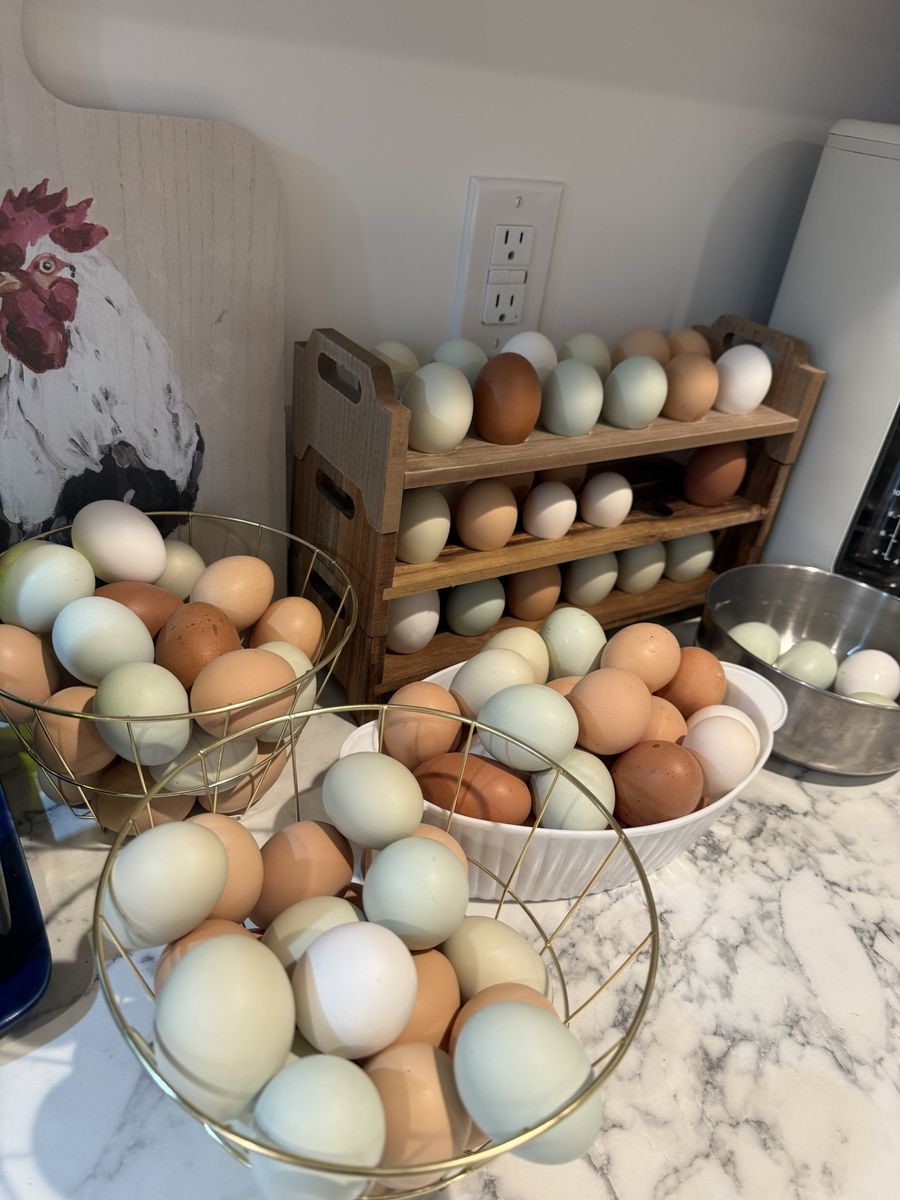 Fresh Eggs