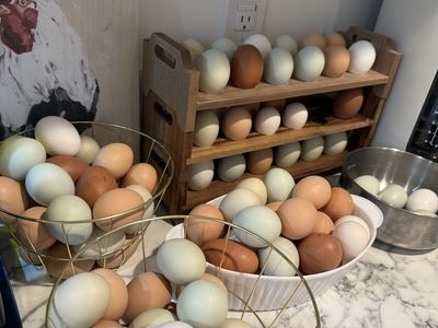 Fresh Eggs