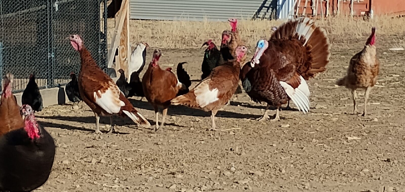Turkeys for sale - Bourbon Red heritage breed - Mighty Grasshopper Hunters