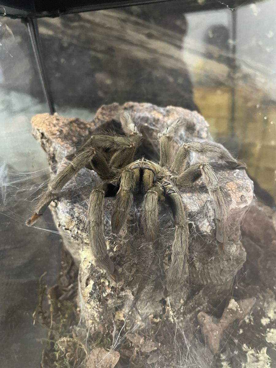 Adult Female Trinidad Chevron Tarantula